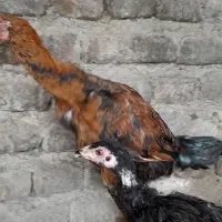 مرغ وخروس|حیوانات مزرعه|تاتار علیا, |دیوار