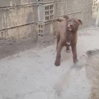 سگ هاسکی