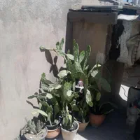 گل های نخل خرما.بید.گندمی.الوورا.کاکتوس|گل و گیاه طبیعی|تهران, نظام‌آباد|دیوار