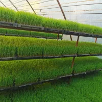 توم باکس هاشمی اعلا و پرپشت اماده نشا