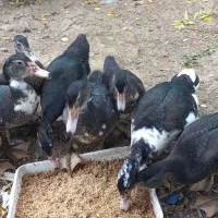 فروش اردک روسی و قوغاز