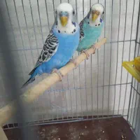 مرغ عشق معاوضه با جوجه کوتوله