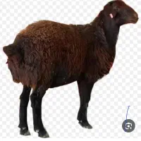 فروش ۵۰راس بره افشار اصل( زنجان)