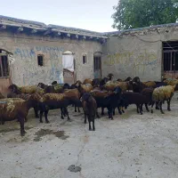 ۲۵راس میش با۲۵راس بره