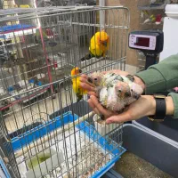 «جفت مولد خورشیدی با جوجه» کاسکو راهب شاه طوطی|پرنده|تهران, جیحون|دیوار