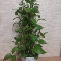 پتوس چماق دار گل اپارتمانی زیبا