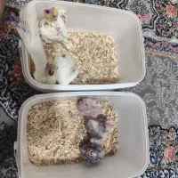 جوجه عروس هلندی