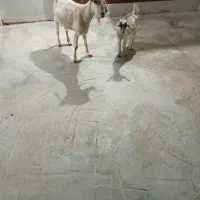 بز زاییده