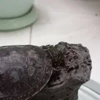 حیوان خانگی