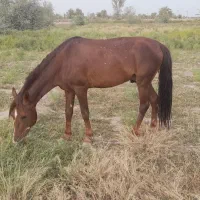 فروش اسب نر ۳ساله