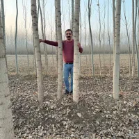 صنوبر نیگرا ویژه سالم نهال