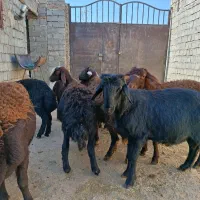 بره نر چهارده راس قزل افشار