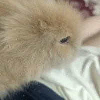 بچه خرگوش لپ