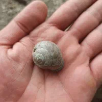 حلزون آکواریوم
