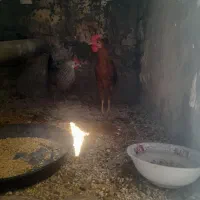 مرغ و خوروس|حیوانات مزرعه|اهواز, منبع اب|دیوار