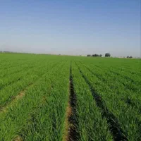 اجازه زمین کشاورزی ۱۰ هکتار دشت سیلاخور