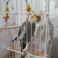 فروش دو عدد عروس هلندی|پرنده|مهدی شهر, |دیوار