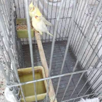 عروس هلندی|پرنده|شیراز, نیستان|دیوار