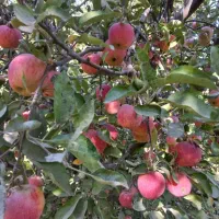 فروش 60 تن سیب 100%100 ارگانیک داخل سردخانه|خوردنی و آشامیدنی|تبریز, |دیوار