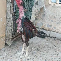 مرغ لاری اصل بخون