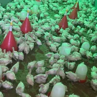 جوجه بوقلمون بیوتی ۶(گوشتی)زرین