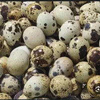 تخم بلدرچین خوراکی،نطفه دار،جوجه،گوشت،زنده