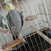 عروس هلندی نر