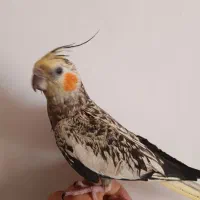 عروس هلندی ماده اماده جفت گیری