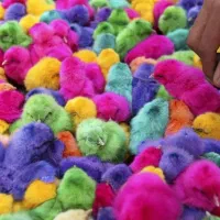 فروش جوجه درجه یک