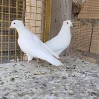 کبوتر نروماده سفید