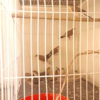 فروش فنچ پرنده زیبا|پرنده|بم, |دیوار