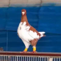 3جنگنده عبلغ سارکاکلی برژیکی|پرنده|مشهد, نوید|دیوار