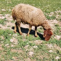 گوسفند فروشی