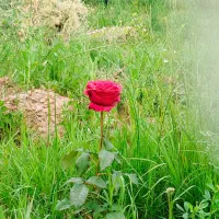 ویلا باغ لوکس روستای گردشگری رند