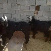 دوتاکره به وزن دوتا۷۰