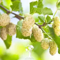 شیره توت سفیدخانگی خالص|خوردنی و آشامیدنی|قمصر, |دیوار