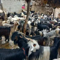 فروش ۸۰راس بزوکهره داشتی درجه یک