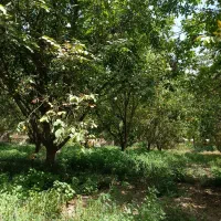 خرید درخت و نوپان