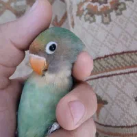 کوتوله دستی