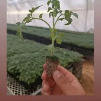 نشا|خدمات باغبانی و درختکاری|برخوار, |دیوار