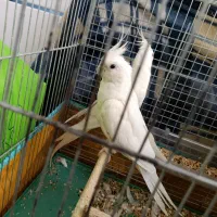 عروس هلندی البینو با تخم|پرنده|سیرجان, |دیوار