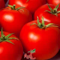کارگر ساده برای چیدن گوجه