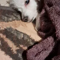 سگ گمشده|حیوانات|کرج, گوهردشت|دیوار