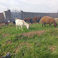 بزسانن|حیوانات مزرعه|نیشابور, بکاول|دیوار