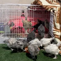 فروش جوجه آمراکانا و تخم نطفه دار