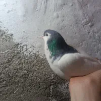 کبوتر چادری