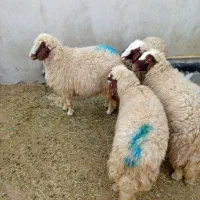 بره سنجابی اصل جفتی 33