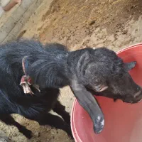 کره نر چاق سالم سرحال  (تخفیف خوب پای معامله)|حیوانات مزرعه|آبپخش, |دیوار