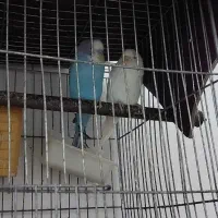 یک جفت مرغ عشق