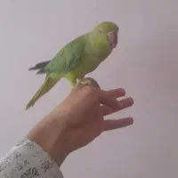 طوطی ملنگو اهلی دست آموز